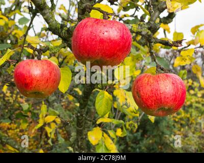 Three rosy red ripe apples hanging on a Howgate Wonder apple tree in early November in an English garden in UK Stock Photo