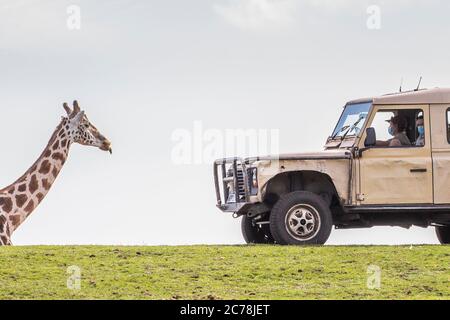 Bewdley, UK. 12th July, 2020. After enjoying the welcome attention of returning visitors at West Midland Safari Park following the ease of lockdown restrictions, certain stubborn residents refuse to retire to their quarters at the end of a busy day. This cheeky giraffe shows his utter dipleasure at being herded back to his night time accommodation, rudely sticking his tongue out to the keepers! The masked safari staff members also get treated to a giant giraffe 'raspberry' for their part in trying to round him up! Credit: Lee Hudson Stock Photo