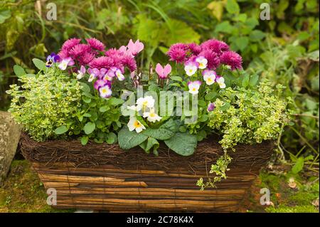 An attractive bio-degradable planter filled with an harmonious blend of herbs and small floering plants in an English garden Stock Photo