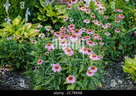 small patch of lavender coneflowers at sunrise Stock Photo