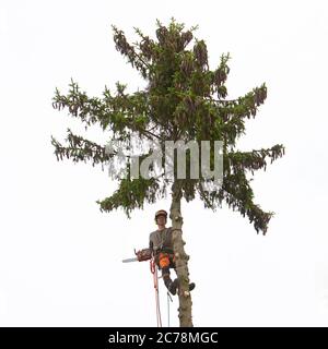 tree carer with chainsaw in spruce tree sawing branches off the tree Stock Photo