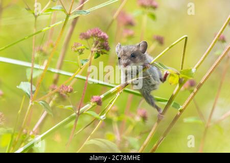 Field mouse Wood Mouse Apodemus sylvaticus climbing plant stems in UK garden collecting seedheads from Aquilegia flowers - Scotland, UK