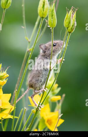 Field mouse also known as Wood Mouse Apodemus sylvaticus climbing plant stems in UK garden collecting seedheads from Aquilegia flowers - Scotland, UK