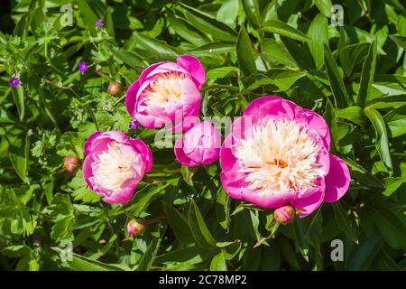 Soft MID-pink and creamy whitte colours characterize these Bowl of Beauty peonies growing in an English garden in UK Stock Photo