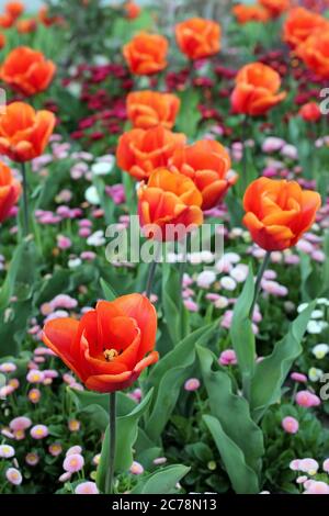 Detail of a formal flower garden featuring a combination of fire-red tulips and colorful common daisy hibrids (Bellis perennis). Selective focus on th Stock Photo