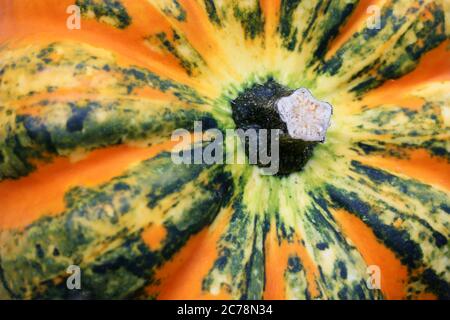 Macro detail of a bright colored squash (Carnival Squash, although sometimes reffered to Acorn Squash - Cucurbita pepo) used for decorations. Squashes Stock Photo