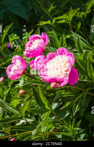 Soft pink and creamy whitte colours characterize these Bowl of Beauty peonies growing in an English garden in UK Stock Photo