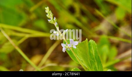 Veronica officinalis, heath speedwell species of flowering plant in the plantain family Plantaginaceae. It is native to Europe and western Asia Stock Photo