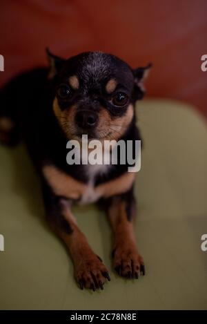 Beautiful chihuahua dog. Animal portrait. Stylish photo. Chihuahua indoors. Dog black with brown and white spots Stock Photo