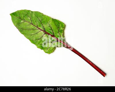 One Boltardy beetroot leaf isolated on a white background with copy space Stock Photo