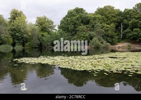 Keston Ponds,Kent,UK,15th July 2020,A view of Keston Ponds. Families enjoyed a picnic as children played and ate ice cream, even the dogs enjoyed running around on the grass by the ponds.Credit:Keith Larby/Alamy Live News Stock Photo