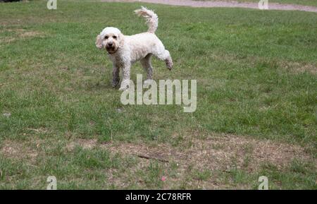 Keston Ponds,Kent,UK,15th July 2020,A Labradoodle plays on the grass by Keston Ponds despite cloudy weather and grey skies.Credit:Keith Larby/Alamy Live News Stock Photo