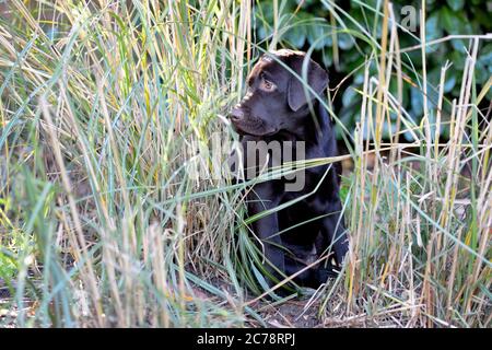 Chocolate Labrador puppies play with an older Labrador Dog Stock Photo