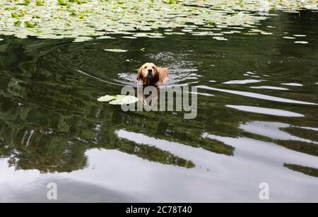 Keston Ponds,Kent,UK,15th July 2020,A dog enjoys a swim in Keston Ponds despite cloudy weather and grey skies. The geese look on and Coots keep watch as they have a nest with Cooties on the lilypads.Credit:Keith Larby/Alamy Live News Stock Photo