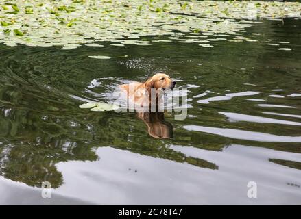 Keston Ponds,Kent,UK,15th July 2020,A dog enjoys a swim in Keston Ponds despite cloudy weather and grey skies. The geese look on and Coots keep watch as they have a nest with Cooties on the lilypads.Credit:Keith Larby/Alamy Live News Stock Photo