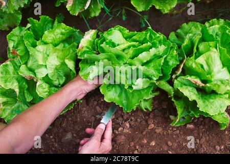closeup of a young caucasian man collecting a butterhead lettuce in an organic orchard Stock Photo