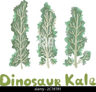 Dinosaur kale. Healthy vector colorful food vegetable spice ingredient. Kale on white background. Elegant kale leaves. A decorative organic raw Stock Vector