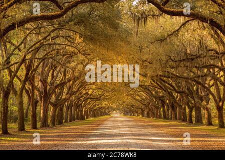 View of old oak trees with spanish moss forming an alley in Savannah, Georgia. Stock Photo
