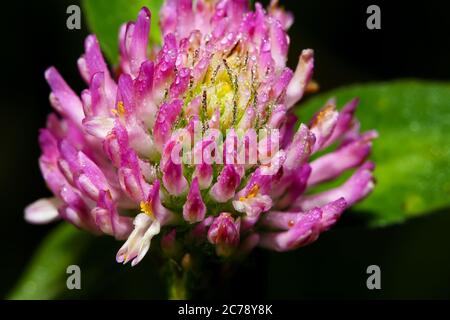 Morning dew on a flower clover closeup.Extreme close up Stock Photo