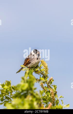 Reed Bunting sits in a tree top and singing Stock Photo