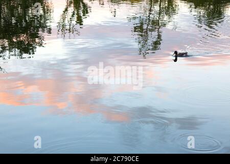 Abstract colourful image of reflections of clouds and trees in water with a duck swimming across; UK; Concept of peace, calm, tranquility Stock Photo