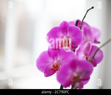 Lilac orchid on the window with snow, a lot of flowers on the stems. Stock Photo