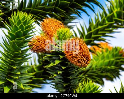 Monkey Puzzle tree Araucaria araucana is a popular garden tree it is dioecious with trees being either male or female the brown cones on this tree sho