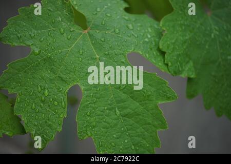 Rain drops on a green grape leaf in a summer garden Stock Photo