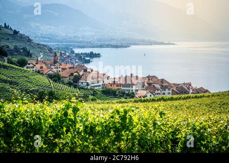 Scenic view of Rivaz village in middle of Lavaux terraced vineyards over Geneva lake with dramatic light in Lavaux Vaud Switzerland Stock Photo