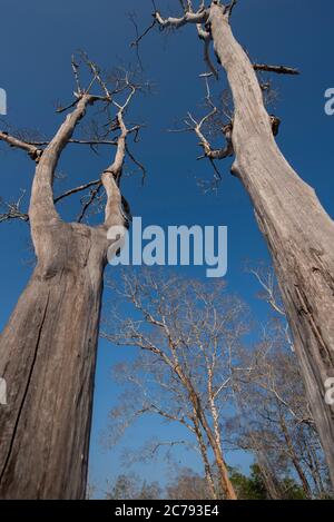 Mangrove with dry trees in the blue sky in Jericoacoara beach Stock Photo