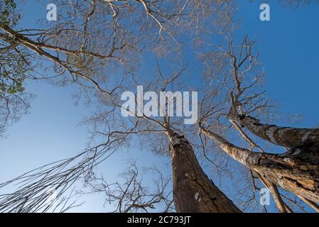 Mangrove with dry trees in the blue sky in Jericoacoara beach Stock Photo