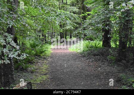 Sunlight streaming through dense trees onto a  rocky forest path. Stock Photo