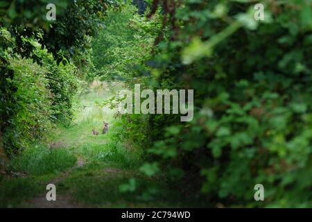 Two wild rabbits (Oryctolagus cuniculus) are sitting upright, back to back, in a forest clearing between blackberry bushes, looking curiously. Stock Photo