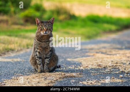 Portrait of a cute stray cat (European Shorthair) with bright green eyes and a bitten ear sitting on a rural street, looking curiously at the camera Stock Photo