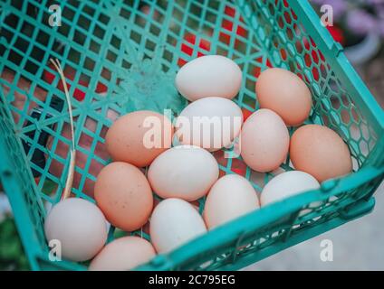 Different shades of an raw farm egg, from pure white to brown, showing harmony in diversity. Displayed in a plastic drawer. Stock Photo