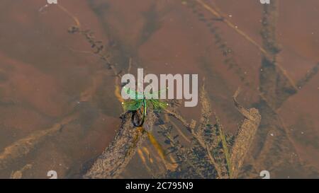 Green dragonfly sitting on washed river water tree with open wings Stock Photo