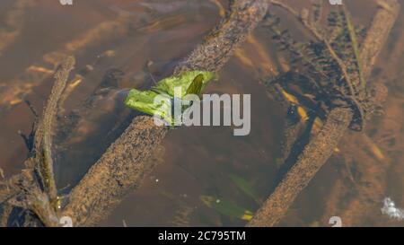 Green dragonfly sitting on washed river water tree, middle in water Stock Photo