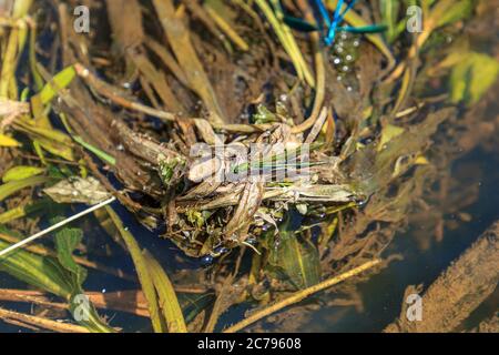 Green dragonfly sitting on washed river water tree Stock Photo