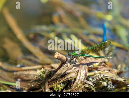 Green dragonfly sitting on washed river water tree Stock Photo