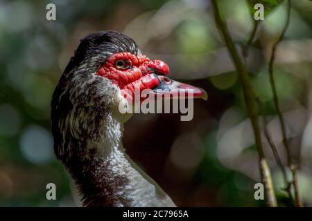 Close-up photography of the head of an exotic muscovy duck, captured at the highlands near the town of Arcabuco, in the central Andes of Colombia. Stock Photo