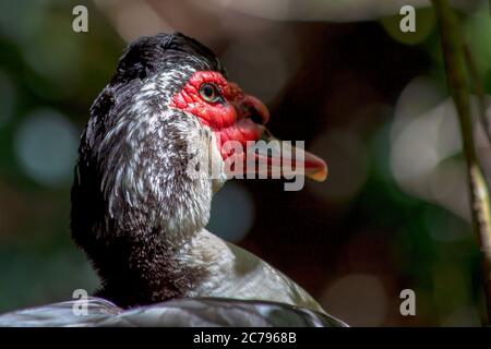 Close-up photography of the head of an exotic muscovy duck, captured at the highlands near the town of Arcabuco, in the central Andes of Colombia. Stock Photo