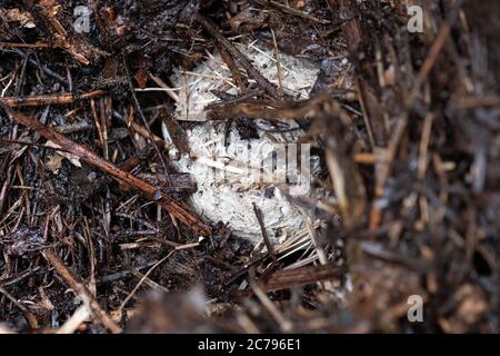 wasp nest uncovered in compost bin during turning of the heap in a bin that is possibly too dry at the bottom - Scotland, UK Stock Photo