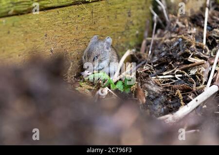 Apodemus sylvaticus in wooden garden compost bin - Scotland, UK Stock Photo