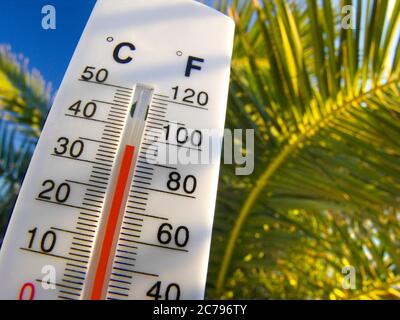 Temperature 36C Gauge Thermometer Display Holiday Sun Vacation temperature  weather Thermometer displays an ideal warm and sunny 36C degrees centigrade  93F Fahrenheit against a vacation holiday sunny exotic palm tree and blue