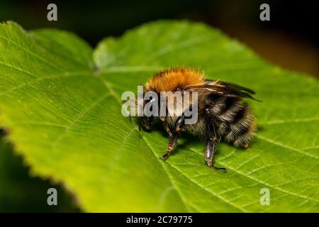Beautiful bee on a leaf Stock Photo