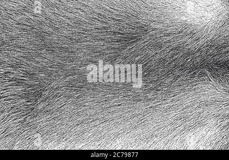 Distressed overlay texture of natural fur, grunge vector background. Stock Vector