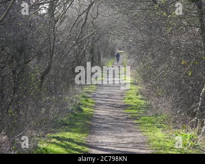 Cyclist riding through a sunny tree lined country lane in early spring Stock Photo