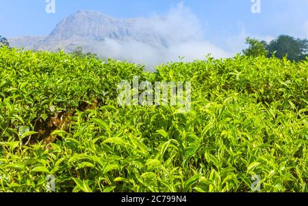 Tea plantation with close view of tea leaves ripe for harvesting on a bright sunny morning with hills in background under blue sky in Munnar, India. Stock Photo