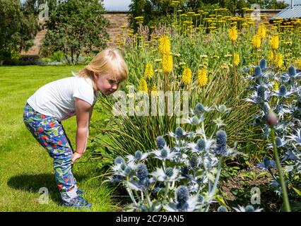 Haddington, East Lothian, Scotland, UK, 15th July 2020. Amisfield Walled Garden reopens: 18th century garden, one of the largest in Scotland.  It is now open 3 days a week after lockdown restrictions eased during the Covid-19 pandemic. Joni, aged 3 years, enjoys the colourful flowers, including red hot poker plants or lemon torch lilies (tritoma) and sea holly (Eryngium) in the Summer sunshine Stock Photo