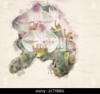 Watercolour painting of a Moth Orchid (Phalaenopsis) Stock Photo